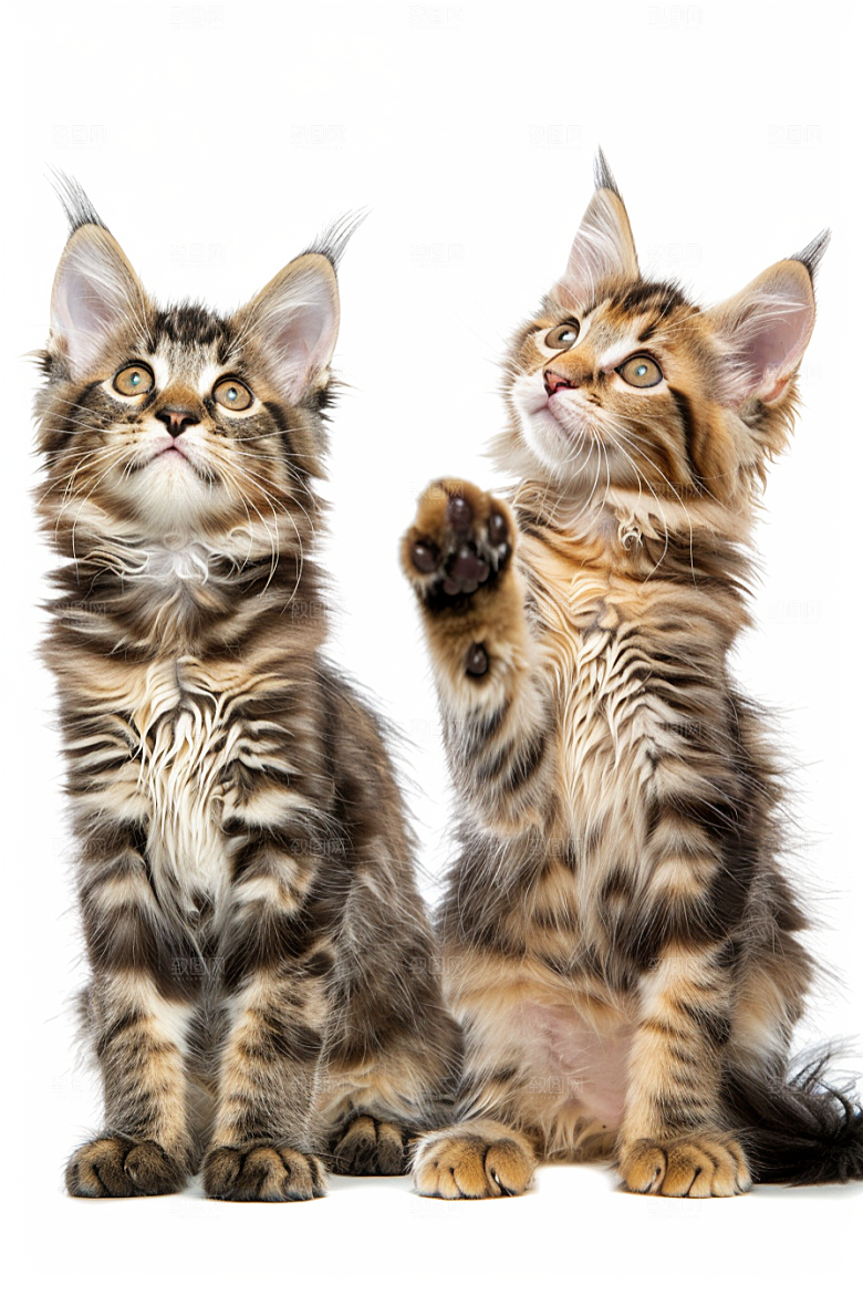 缅因猫可爱宠物猫摄影图