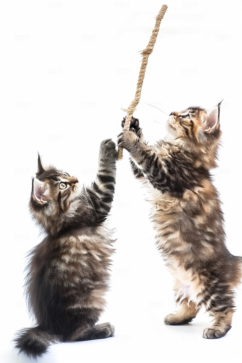 缅因猫长毛猫宠物猫摄影图