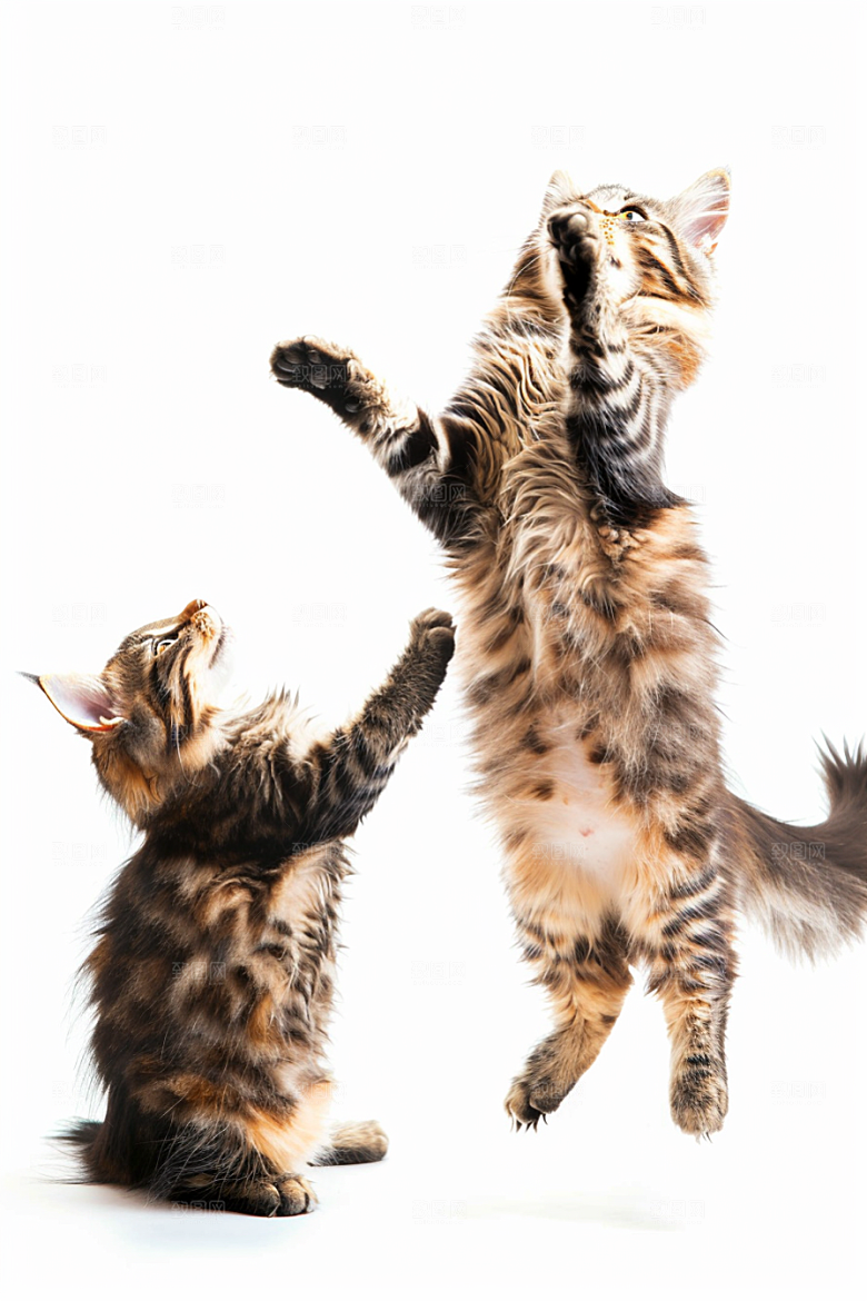 缅因猫家居生活宠物猫摄影图