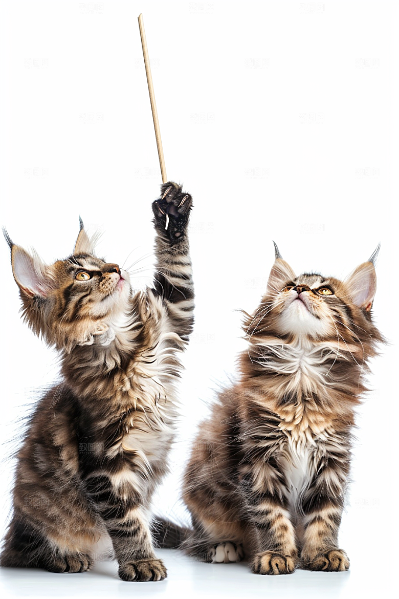 缅因猫高清宠物猫摄影图