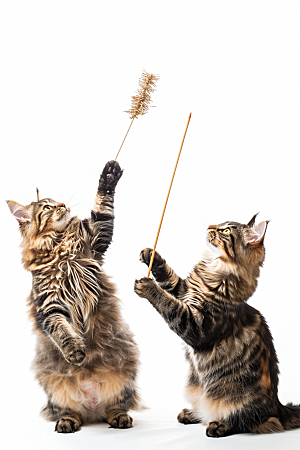 缅因猫宠物猫可爱摄影图