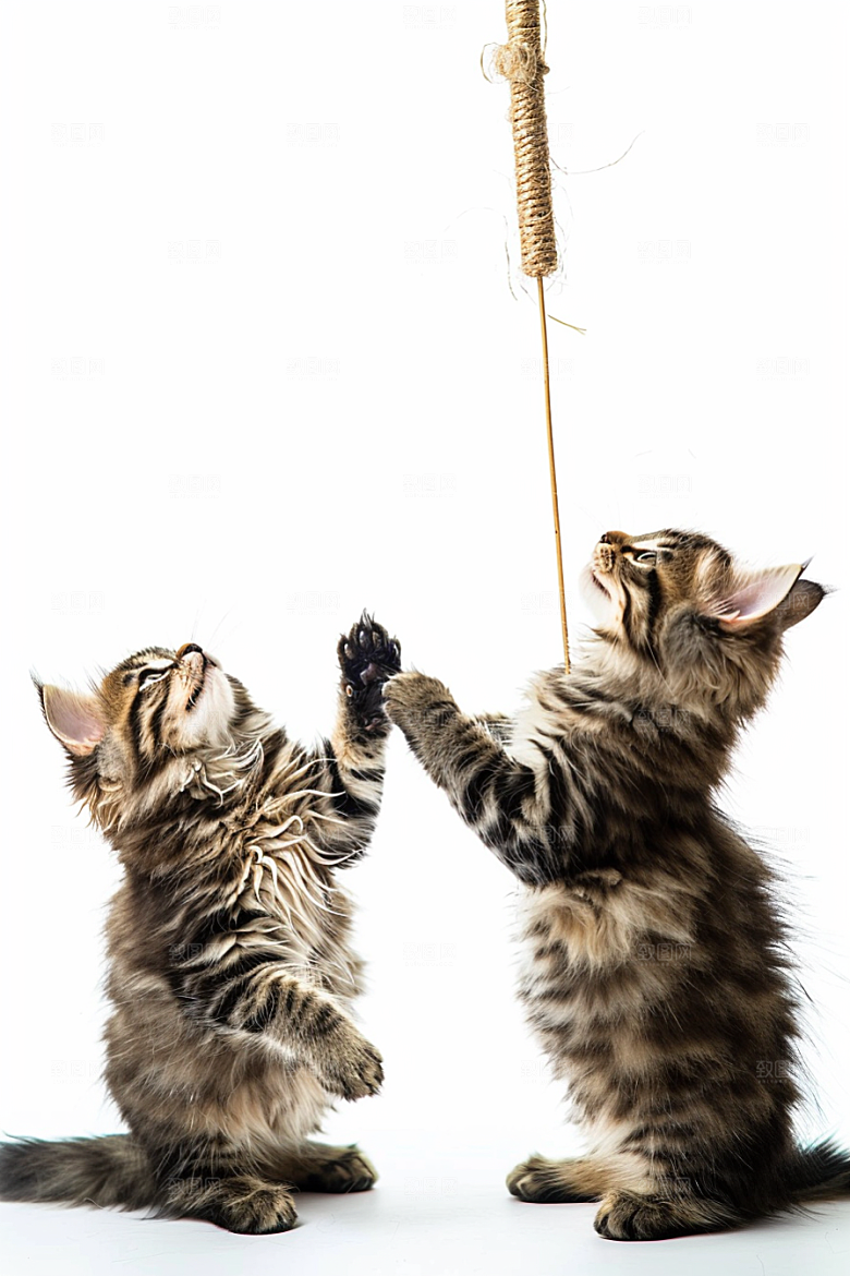 缅因猫宠物猫小动物摄影图