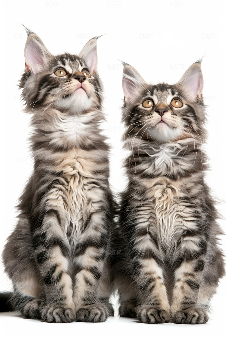 缅因猫高清长毛猫摄影图
