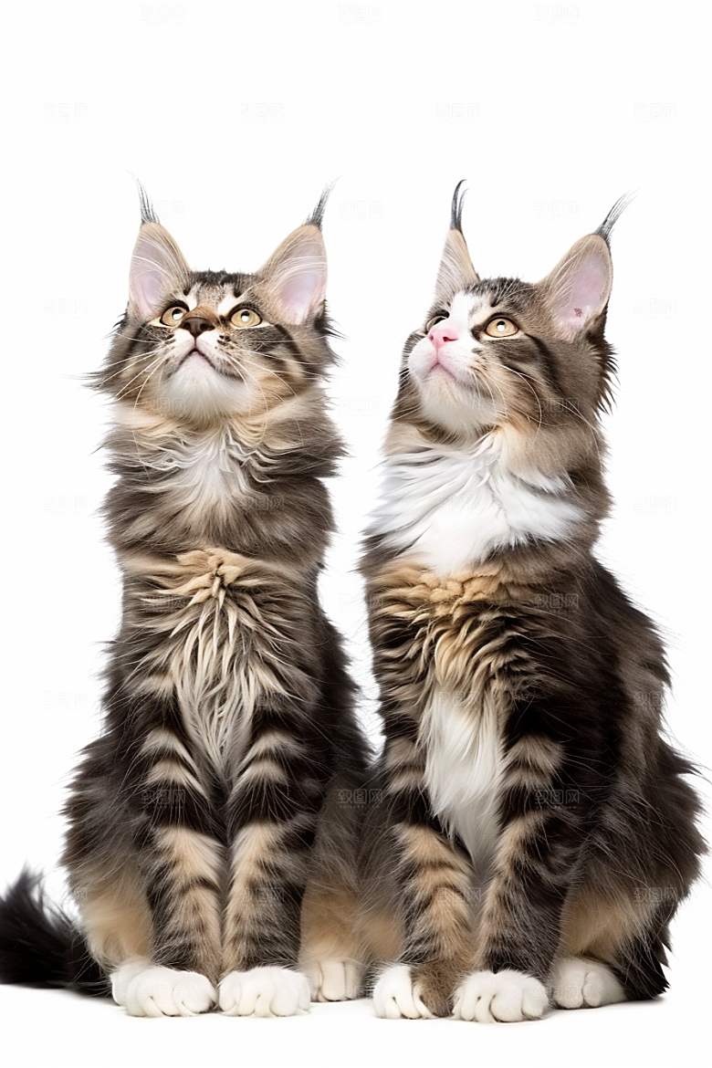 缅因猫陪伴家居生活摄影图