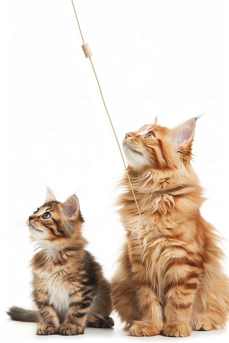 缅因猫品种猫可爱摄影图