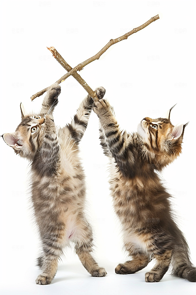 缅因猫家居生活高清摄影图