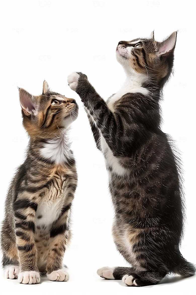 缅因猫毛茸茸养宠摄影图