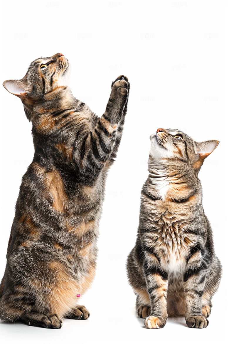 缅因猫宠物猫可爱摄影图