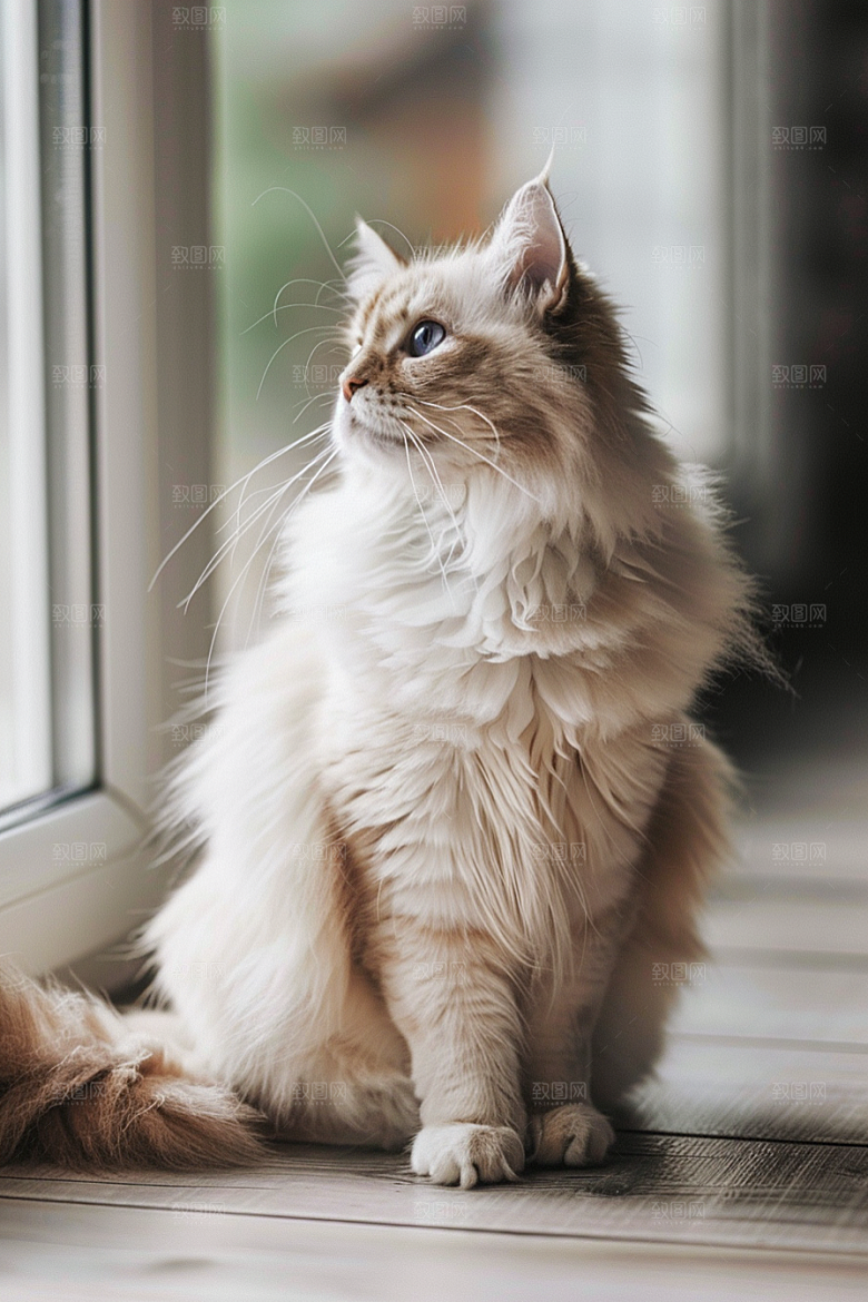 缅因猫小动物宠物猫摄影图