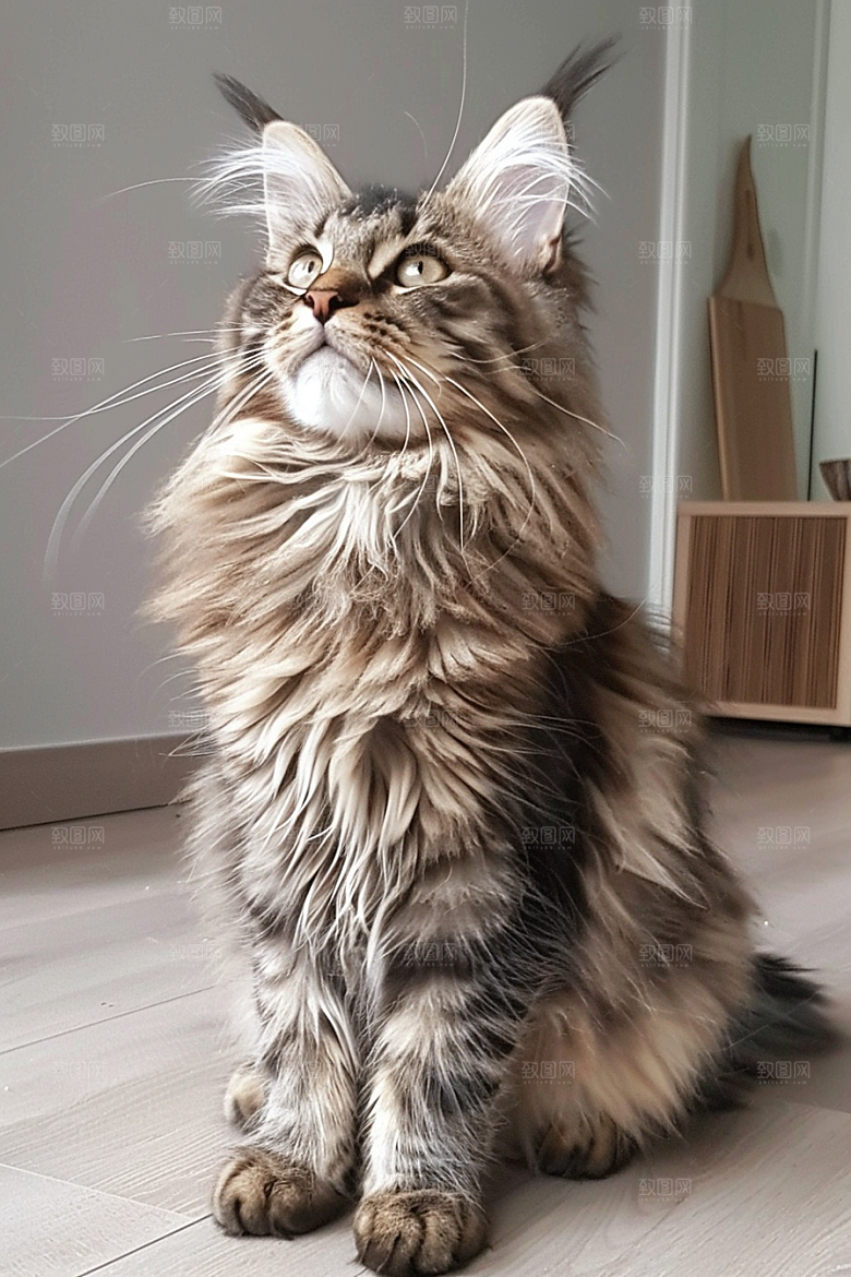 缅因猫高清毛茸茸摄影图