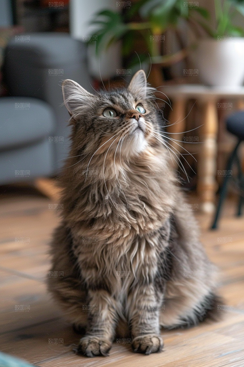 缅因猫品种猫可爱摄影图