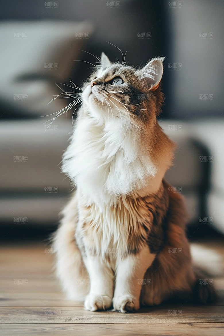 缅因猫宠物猫可爱摄影图