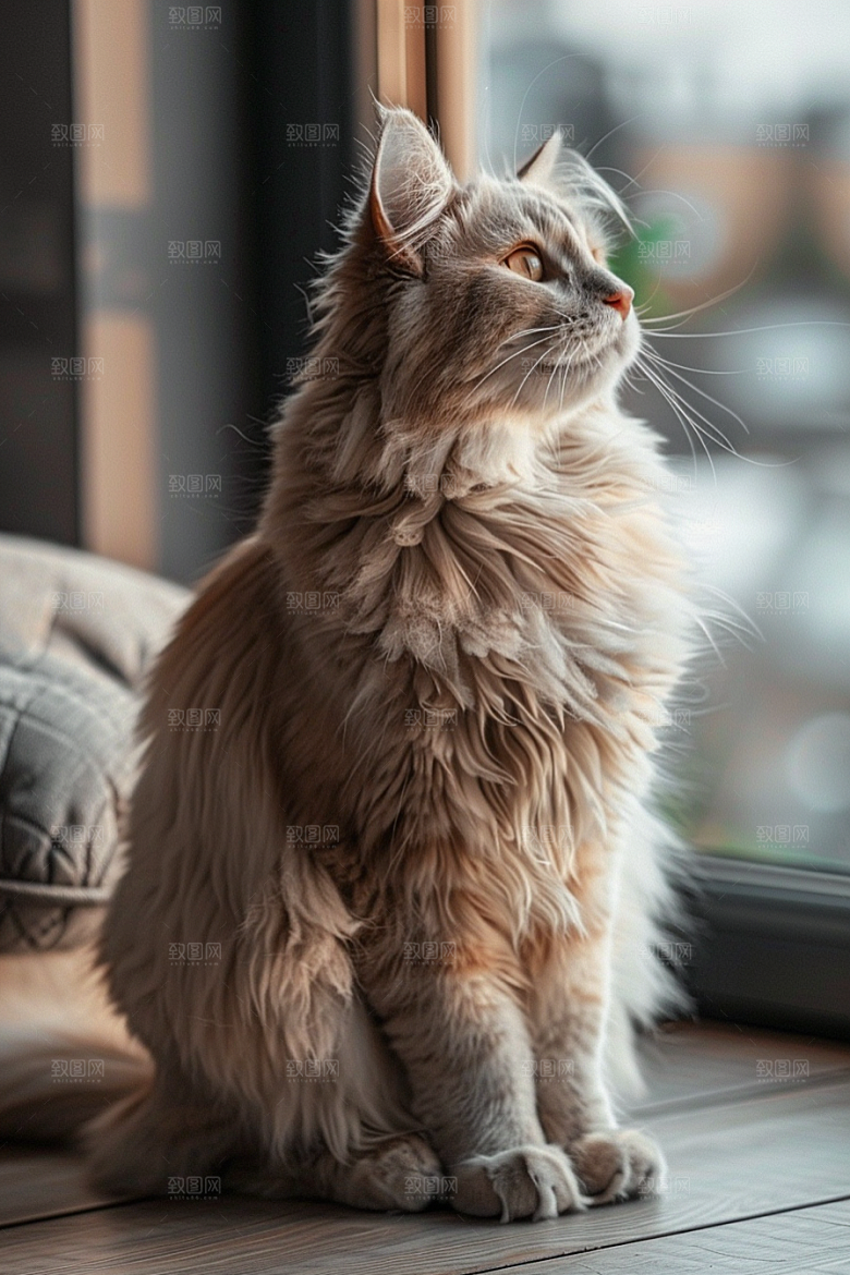 缅因猫品种猫长毛猫摄影图