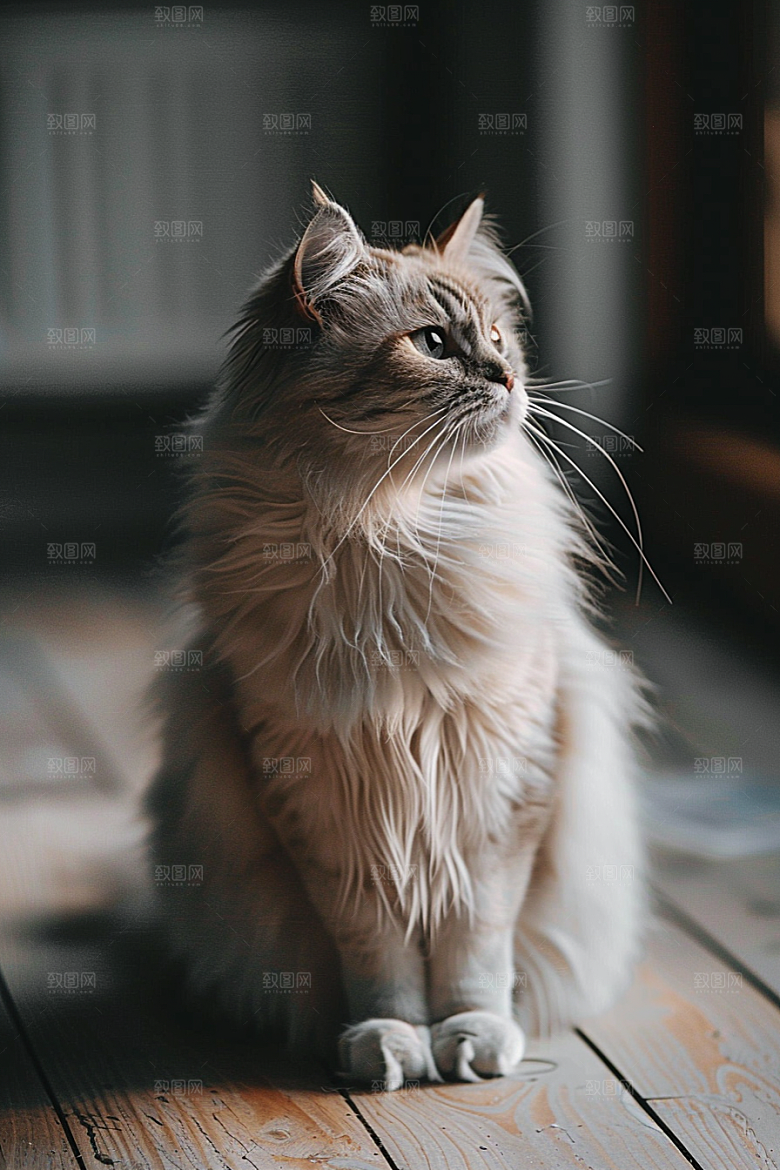 缅因猫长毛猫陪伴摄影图