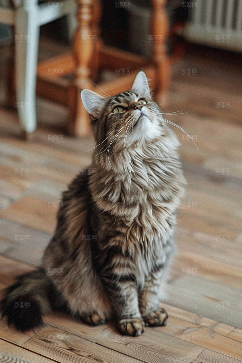 缅因猫毛茸茸陪伴摄影图