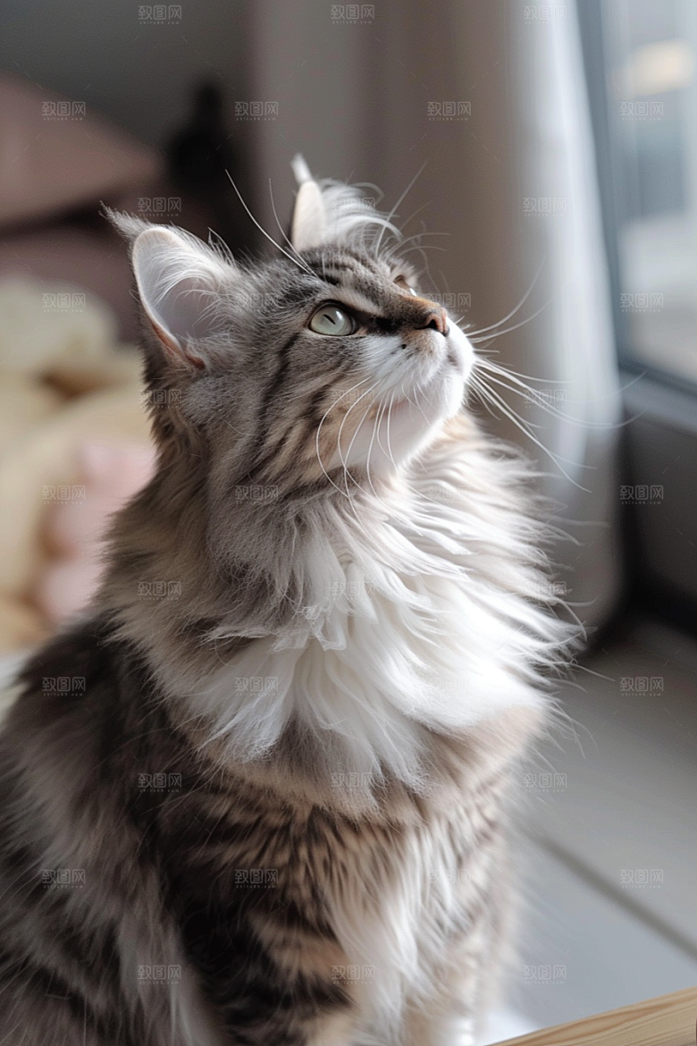 缅因猫小动物家居生活摄影图