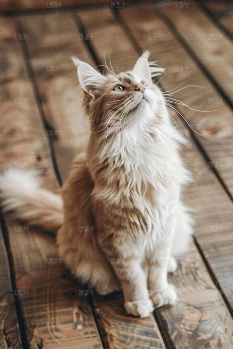 缅因猫家居生活品种猫摄影图