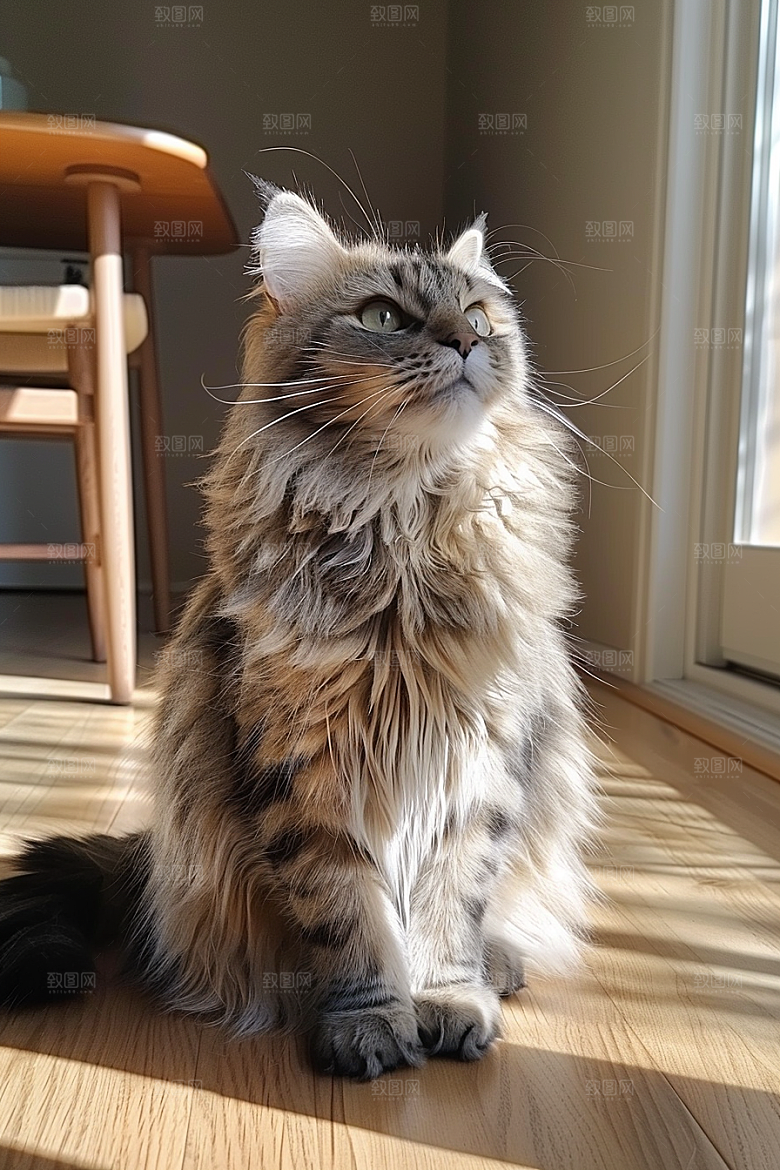 缅因猫宠物猫家居生活摄影图
