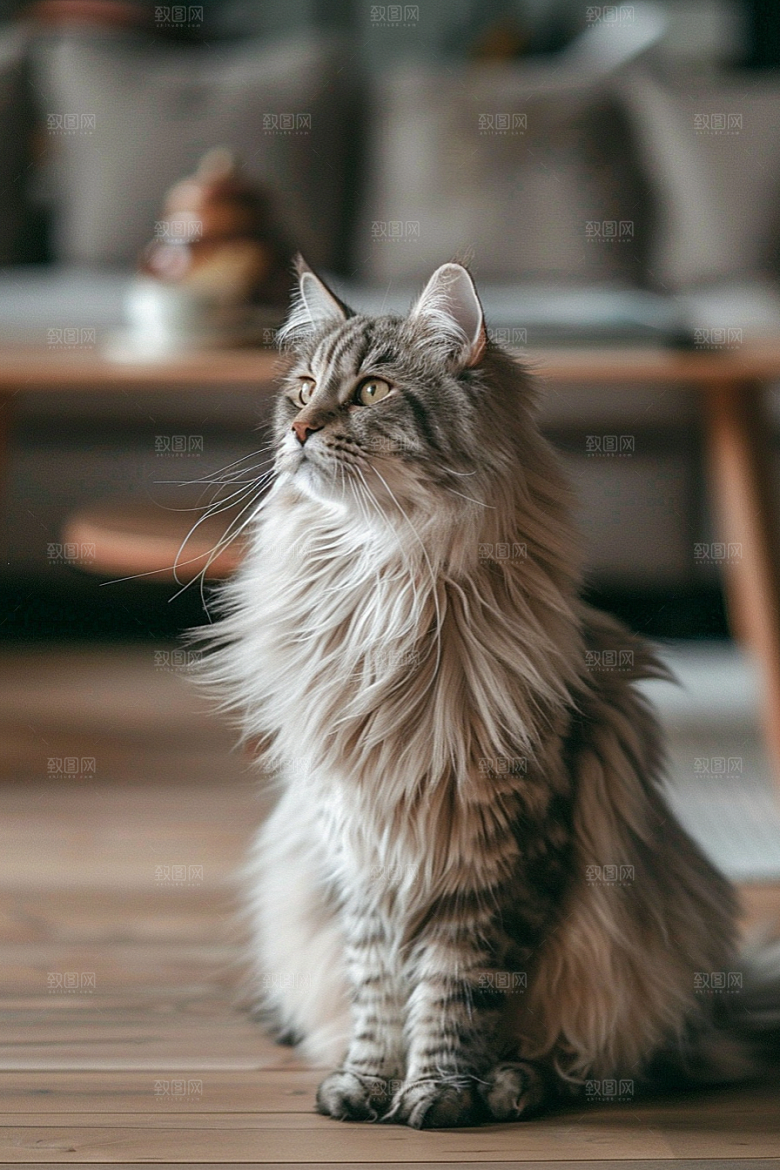 缅因猫养宠长毛猫摄影图
