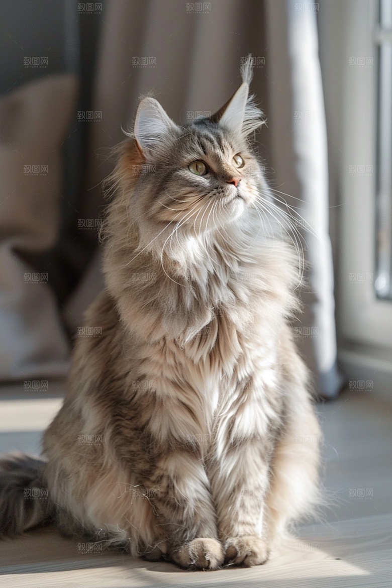 缅因猫可爱养宠摄影图