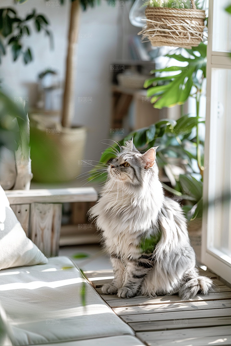 缅因猫可爱陪伴摄影图