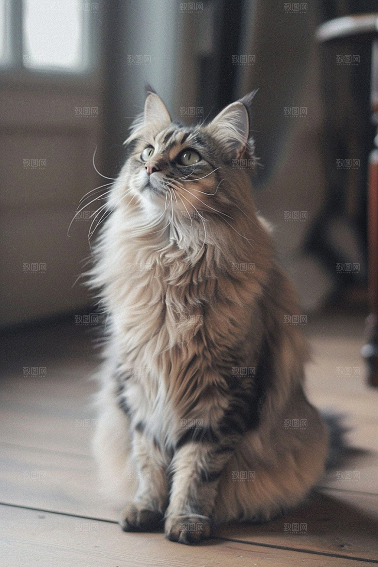 缅因猫陪伴长毛猫摄影图
