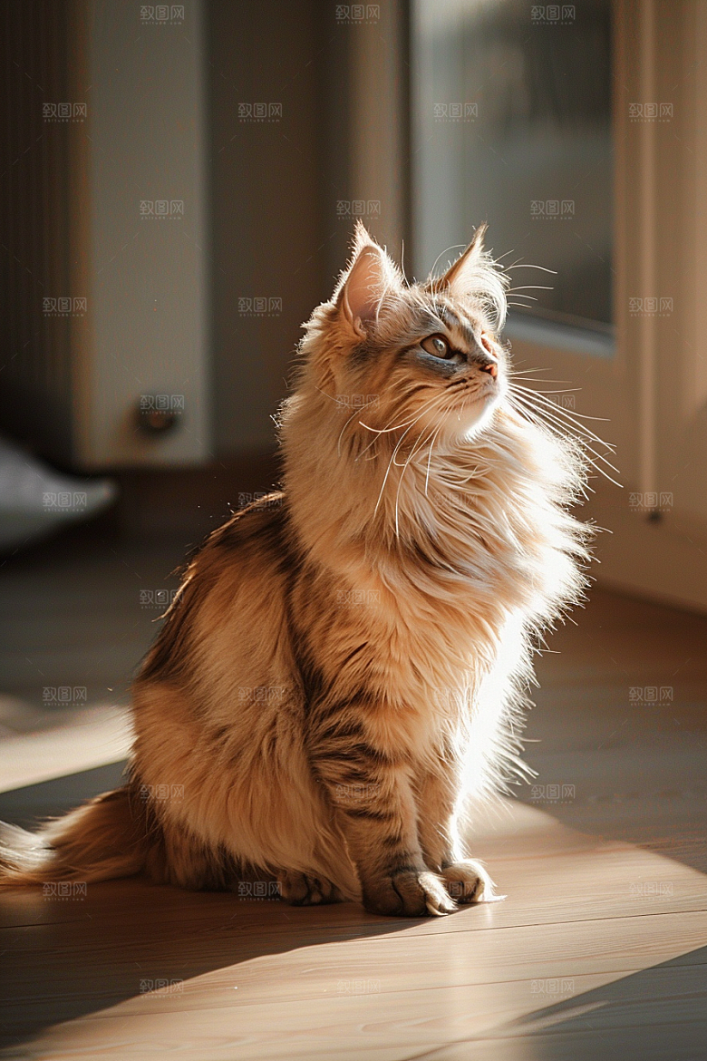 缅因猫可爱毛茸茸摄影图