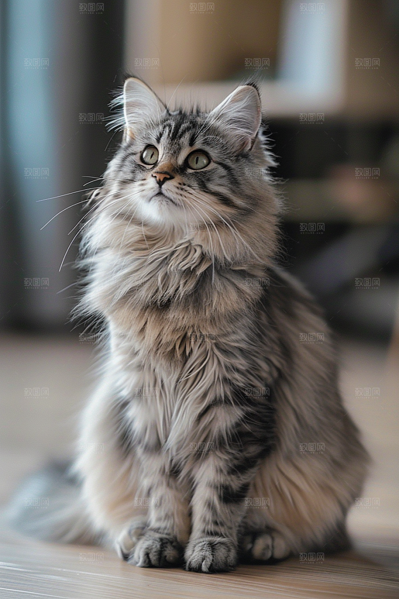 缅因猫宠物猫毛茸茸摄影图