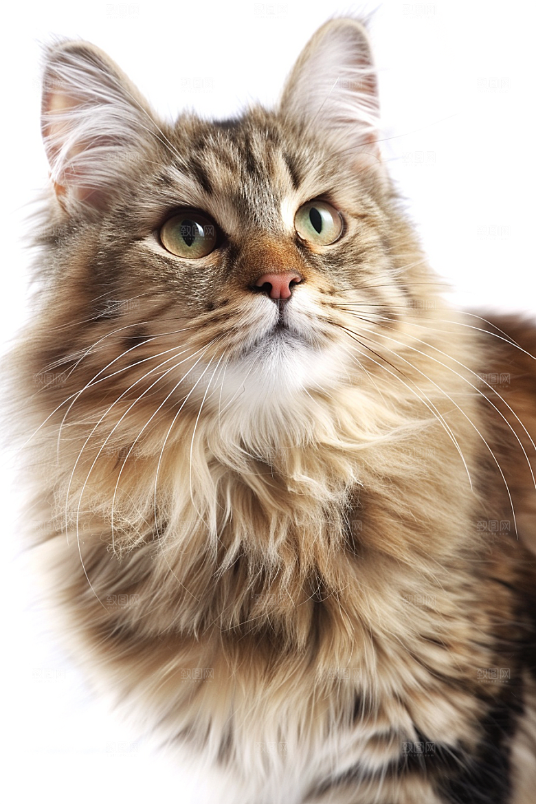 缅因猫可爱小动物摄影图
