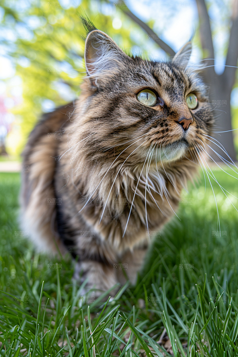 缅因猫高清长毛猫摄影图