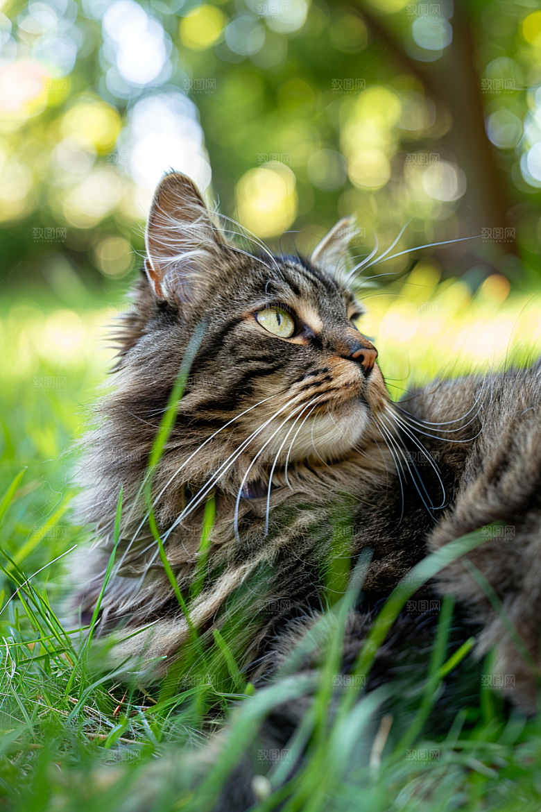 缅因猫小动物宠物猫摄影图