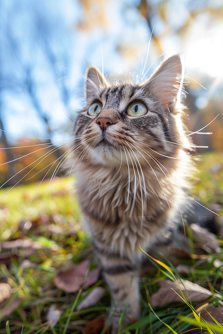 缅因猫高清陪伴摄影图