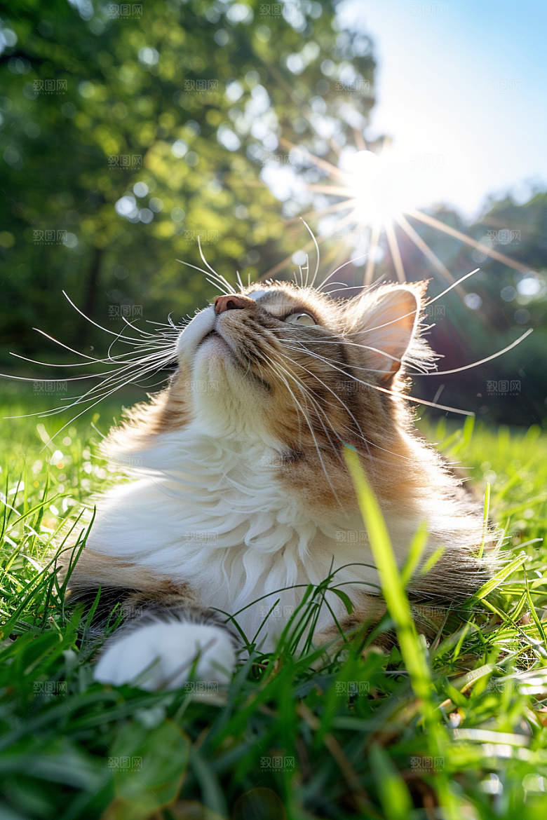 缅因猫高清长毛猫摄影图
