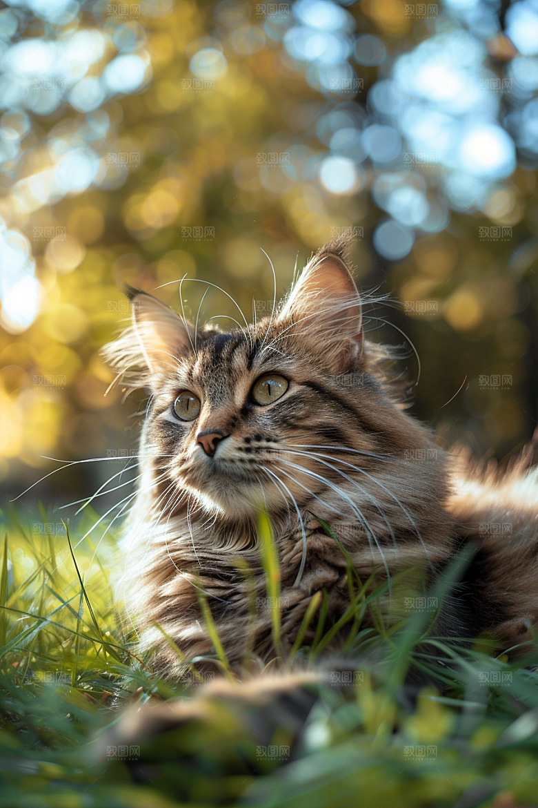 缅因猫毛茸茸家居生活摄影图