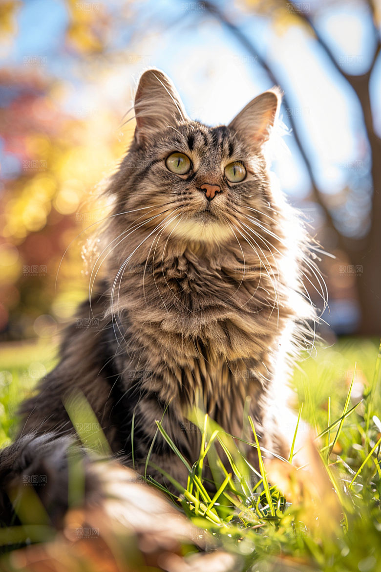 缅因猫宠物猫小动物摄影图