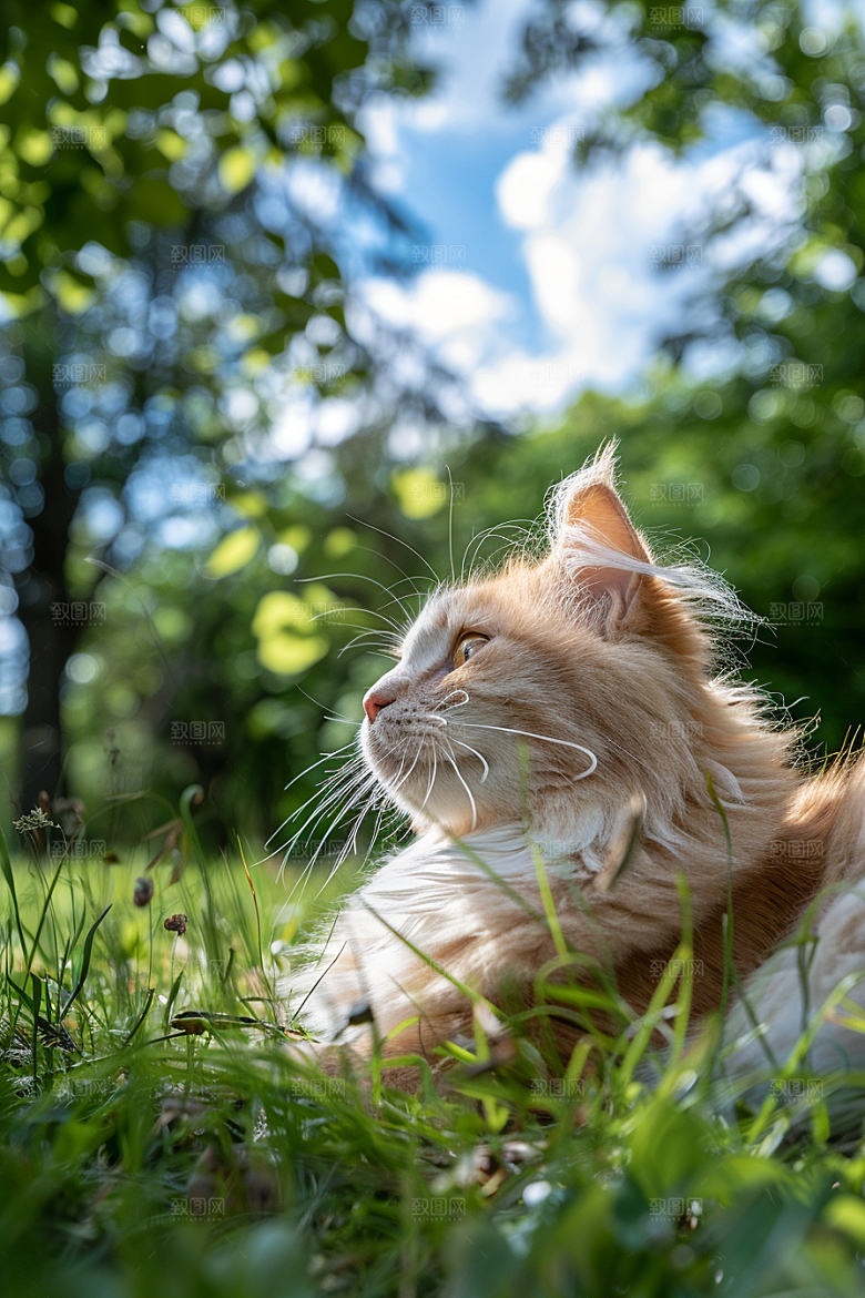缅因猫可爱长毛猫摄影图