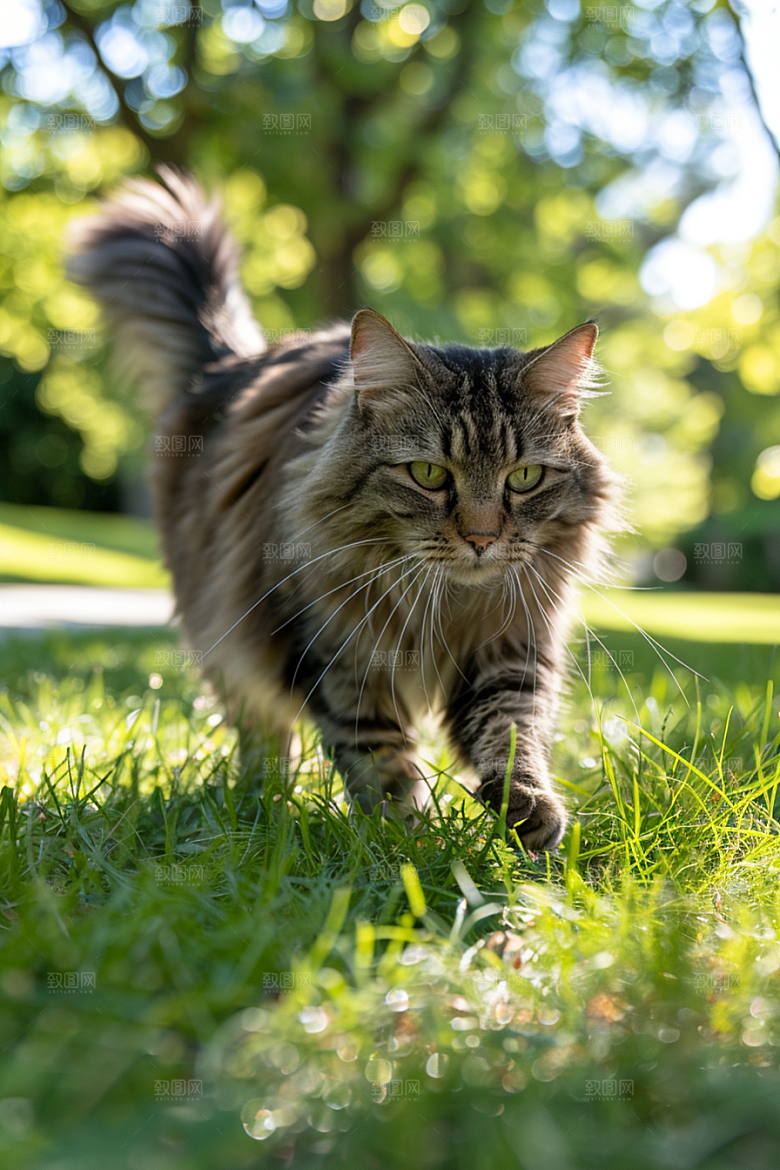 缅因猫高清可爱摄影图
