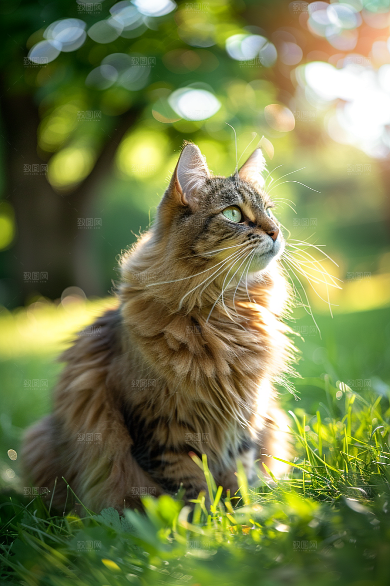 缅因猫宠物猫高清摄影图