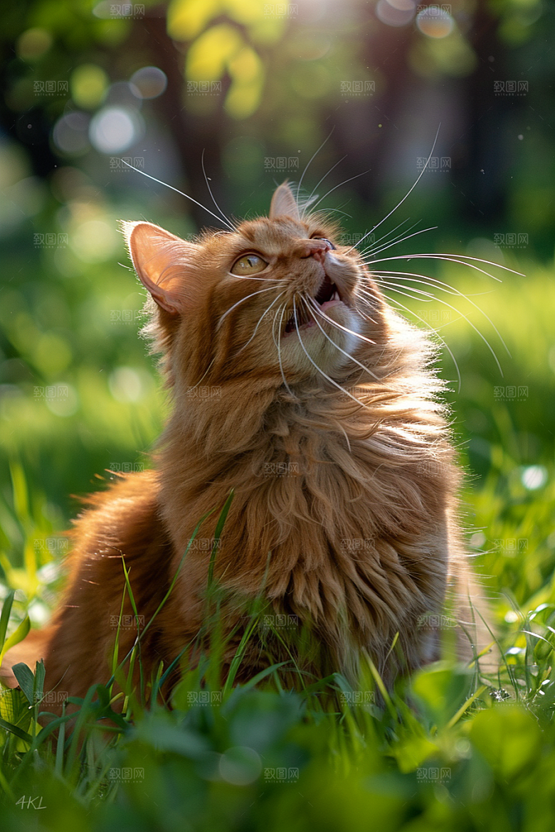 缅因猫家居生活宠物猫摄影图