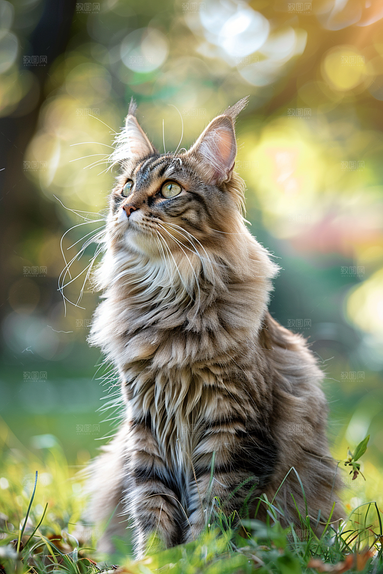 缅因猫家居生活陪伴摄影图