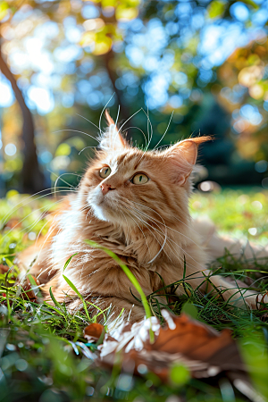 缅因猫高清可爱摄影图