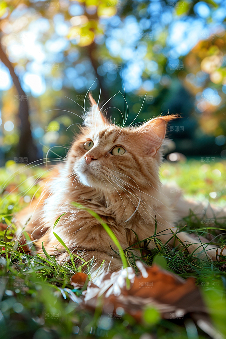 缅因猫高清可爱摄影图