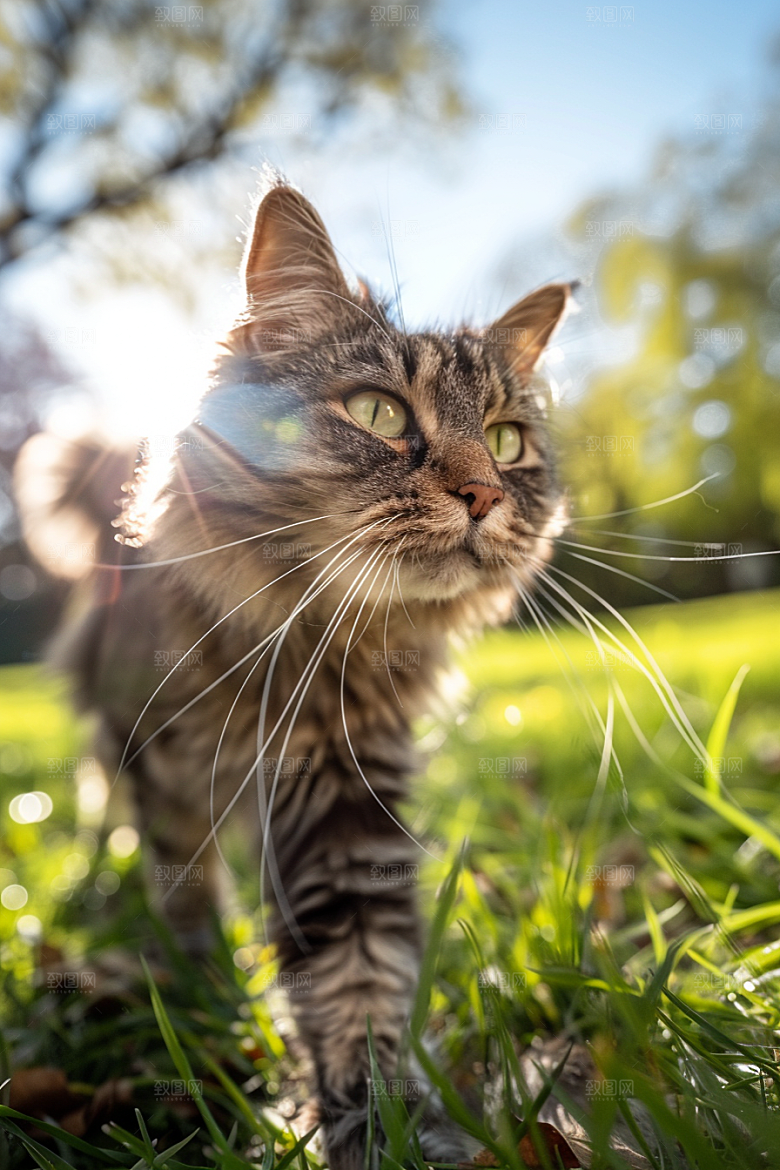 缅因猫小动物宠物猫摄影图