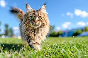 缅因猫陪伴品种猫摄影图