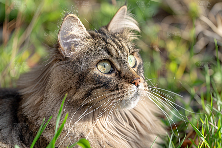 缅因猫可爱毛茸茸摄影图