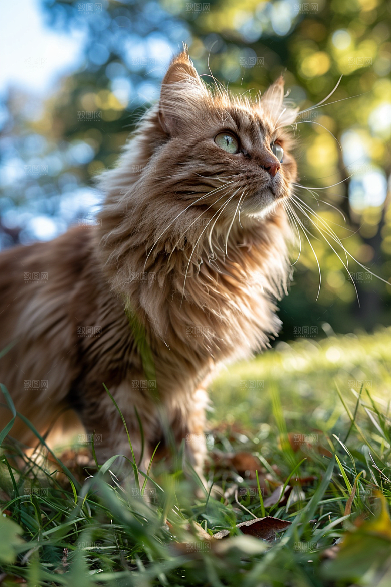 缅因猫陪伴小动物摄影图