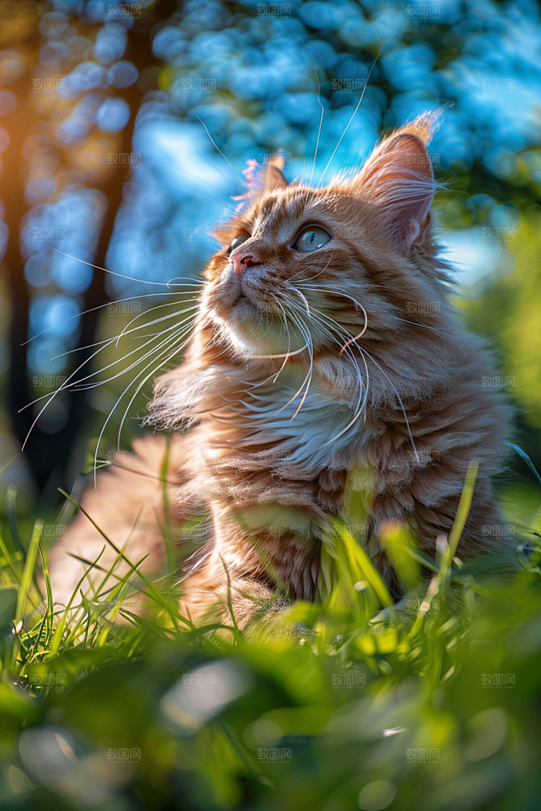 缅因猫小动物可爱摄影图