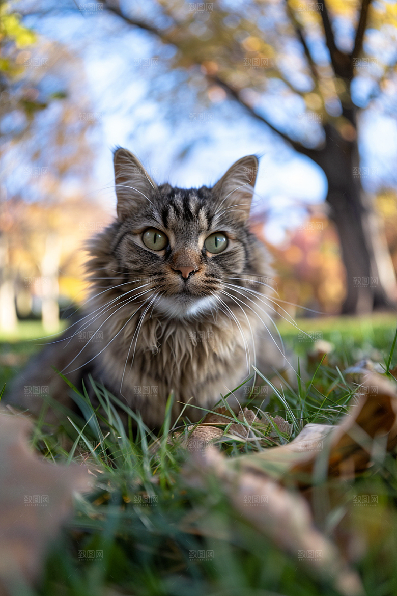 缅因猫长毛猫高清摄影图