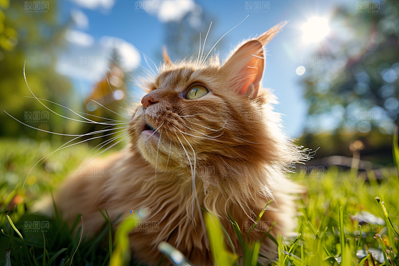 缅因猫高清小动物摄影图