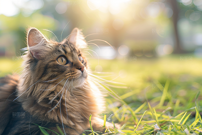 缅因猫宠物猫养宠摄影图